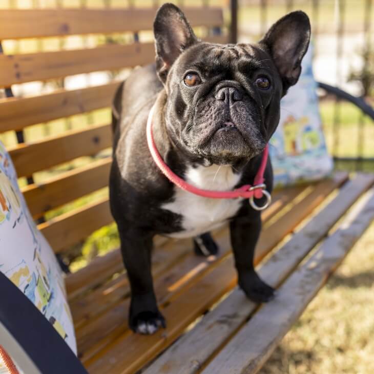Black French Bulldog standing on a wood bench.