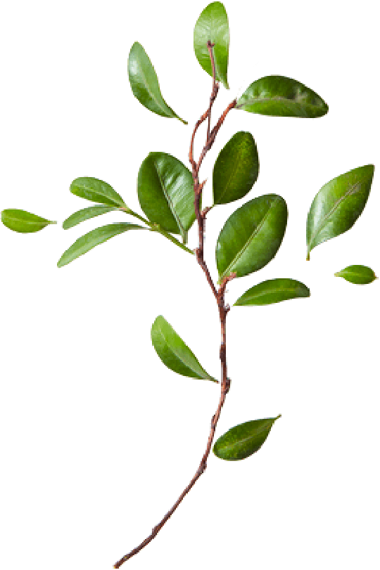 Green leaves on a twig.