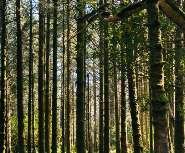 Tall trees with light peeking through.