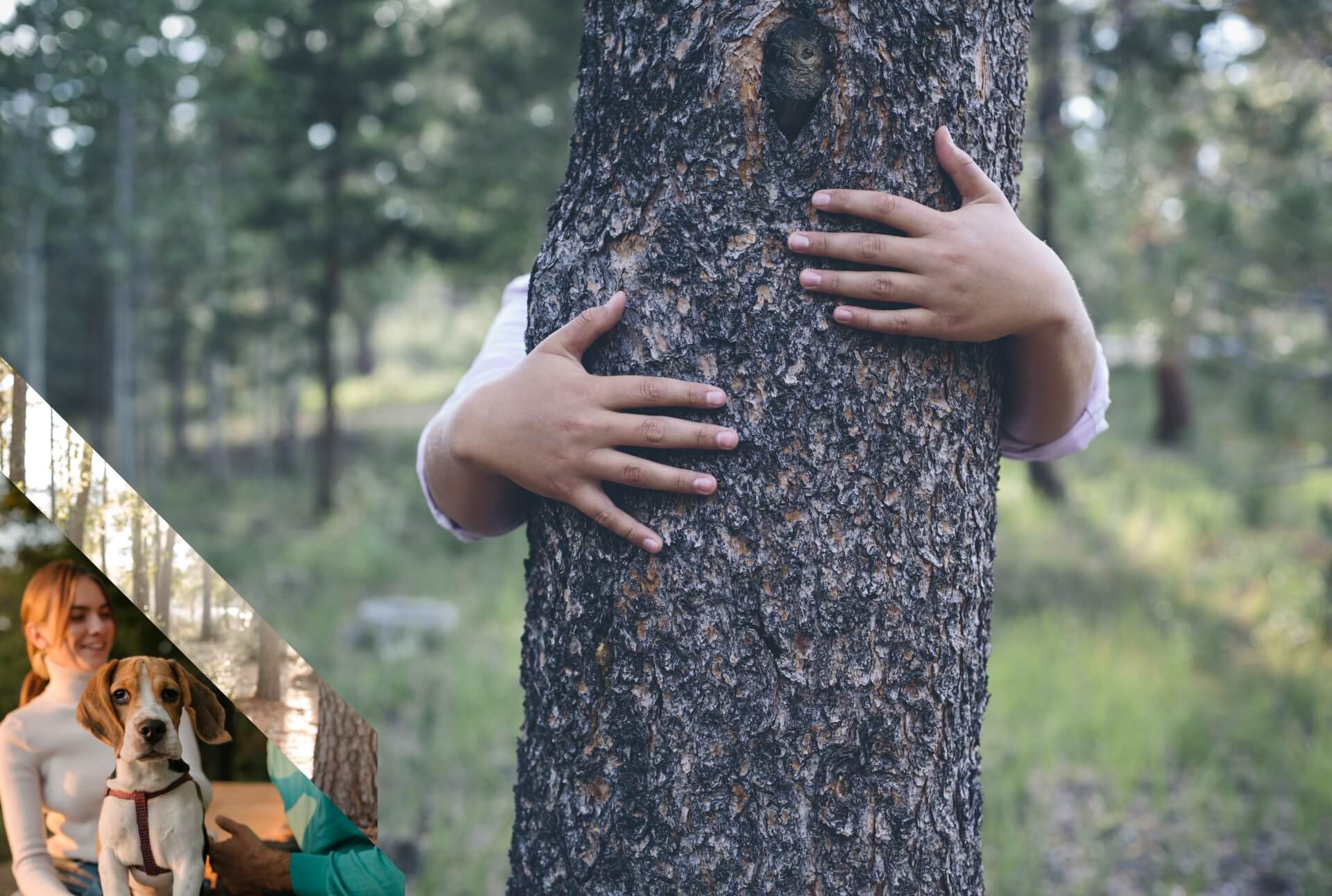 Person hugging a pine tree in the middle of a forest. A man and woman sitting outside on the ground, lovingly gazing at each other, while their light brown and white puppy poses for the camera. Tall trees with yellow leaves and sunlight peeking through that are out of focus.