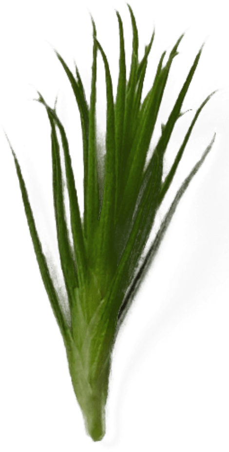 A green air plant on a black background.