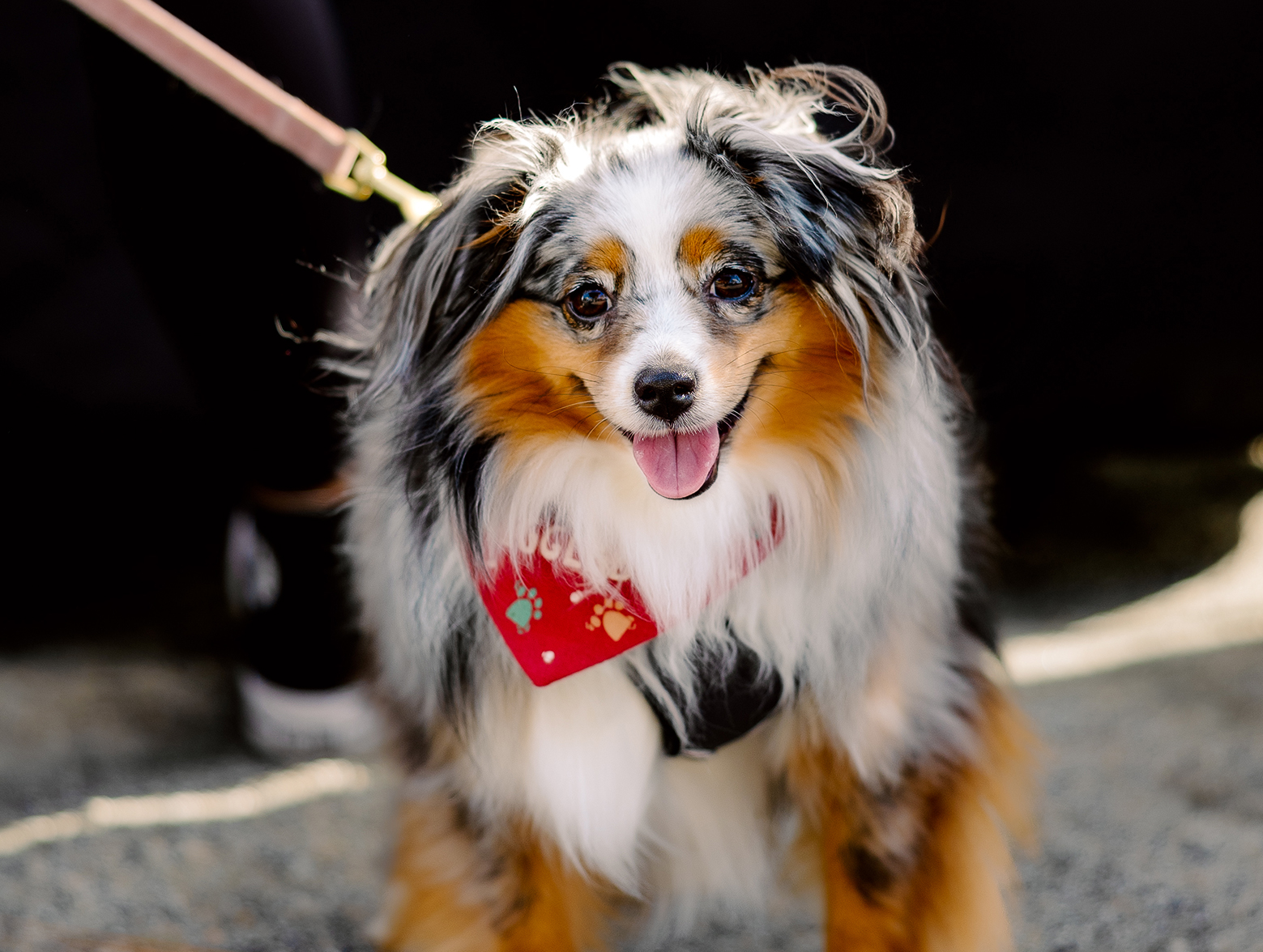 A dog wearing a red and white bandana on a leash.