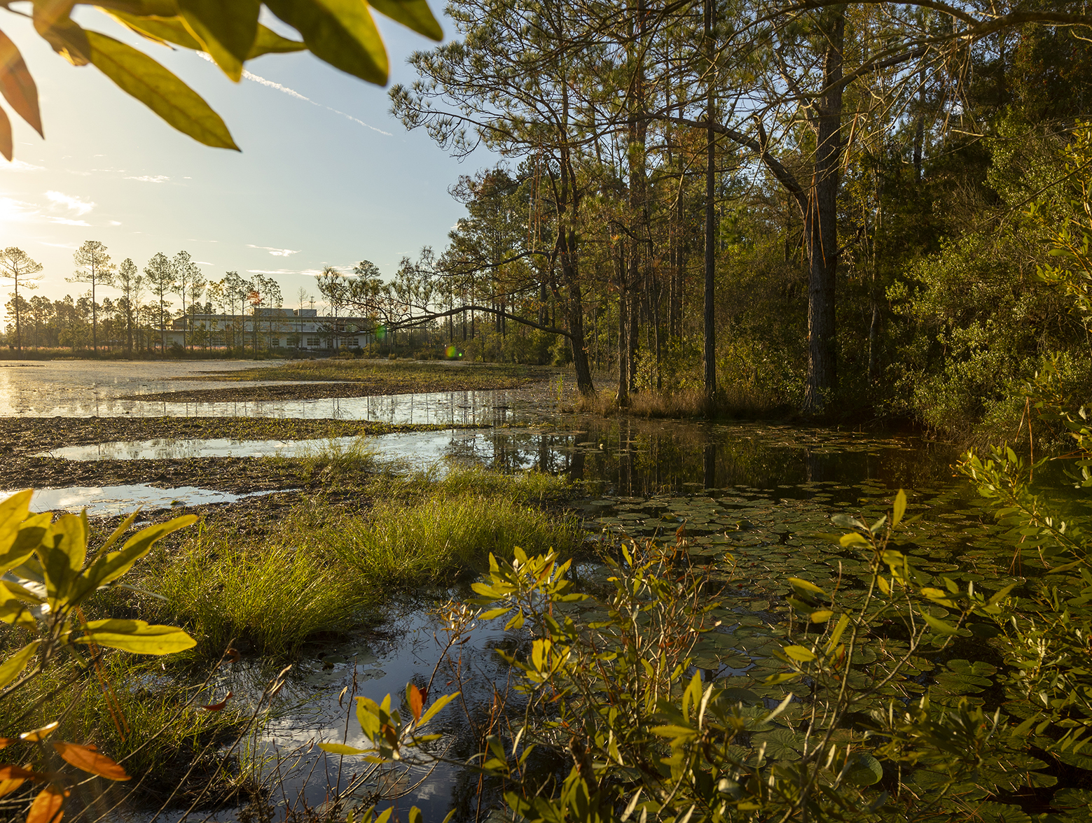 Sunset picture of watery nature area with homes in the background in Florida lowcountry.