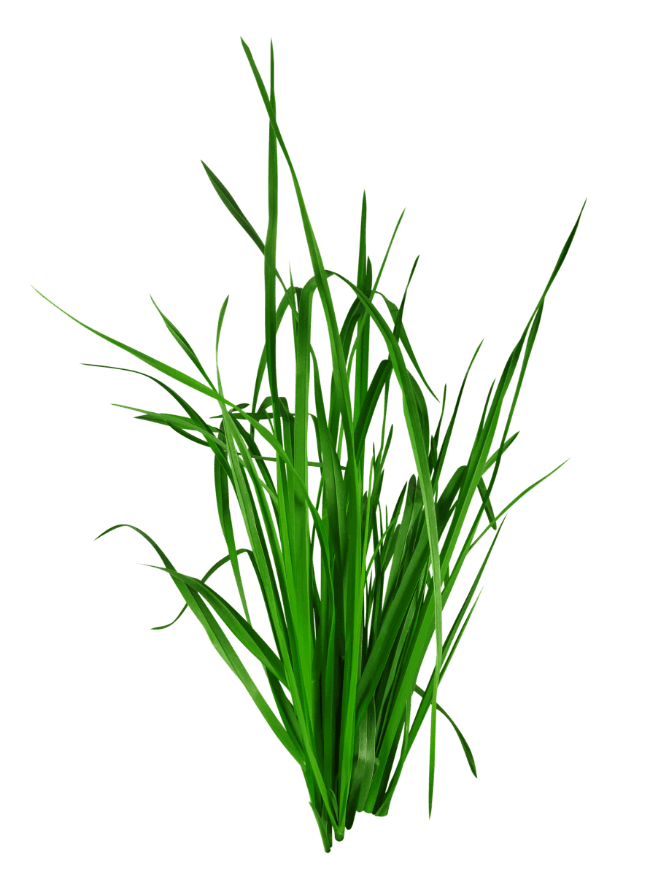 A green grass on a black background.