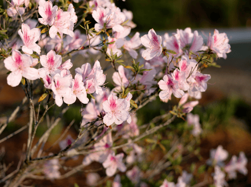 Branch with light pink azalea flowers in bloom, featuring darker pink centers, set against a blurred outdoor background in the vibrant Wildlight Florida community.