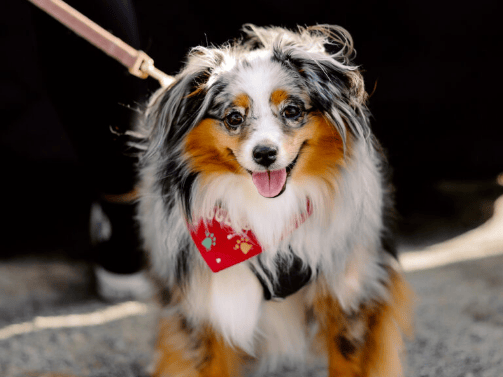 A small, fluffy dog with a tricolor coat and a red bow tie stands on a leash in the Wildlight master planned community, looking at the camera with its tongue out.