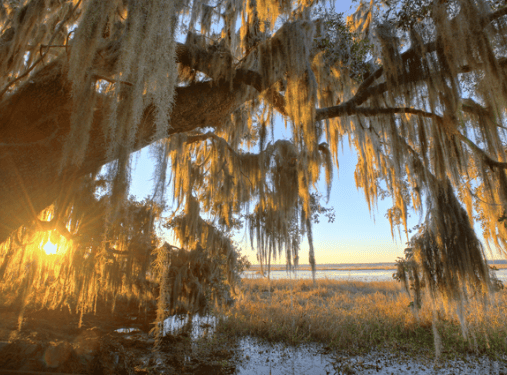 Sunlight filters through Spanish moss hanging from large tree branches over a marshy landscape in the Wildlight Yulee Florida community, with water and grasses visible in the background.