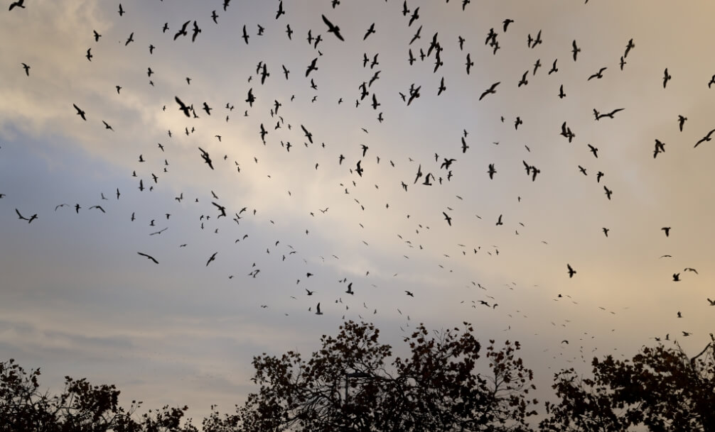 A large flock of birds flies across a cloudy sky at dusk above the tree-lined horizon, evoking the natural beauty that surrounds new homes in Wildlight FL.
