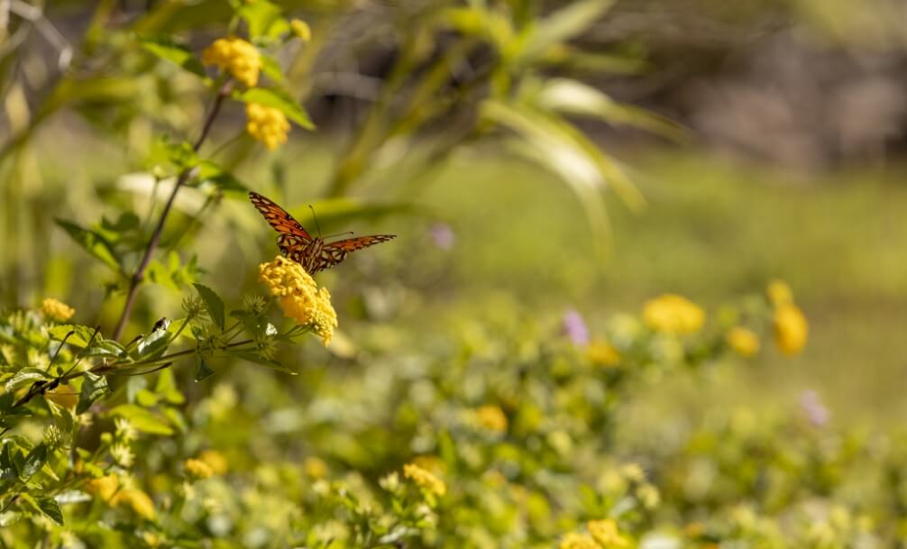 A butterfly with orange and black wings is perched on a yellow flower in a sunlit garden, surrounded by green foliage in the vibrant Wildlight Yulee Florida community.