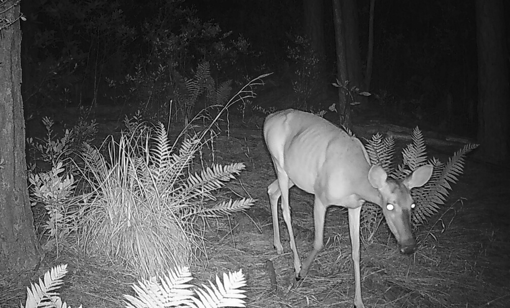 A deer with glowing eyes walks through a forest at night, captured by a trail camera in black and white near Wildlight Florida, highlighting the natural beauty surrounding homes in Nassau County Florida.
