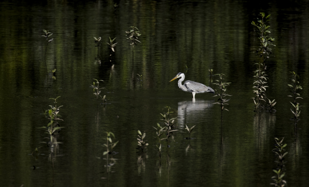 A grey heron stands in shallow water surrounded by sparse green plants, its reflection visible on the calm surface—a tranquil scene reminiscent of the natural beauty found in the Wildlight Yulee Florida community.