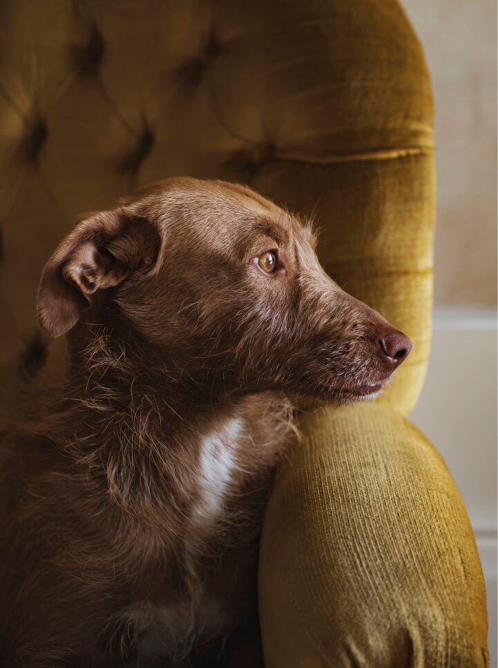 A brown dog with wiry fur sits on a yellow tufted chair, looking thoughtfully to the side—a cozy scene that could be found in any of the new homes in Wildlight FL.