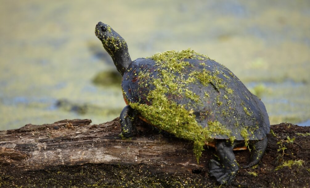 A turtle covered in green algae sits on a log above water with more algae floating on the surface, capturing the natural beauty found near homes in Nassau County, Florida, including the serene Wildlight Yulee Florida community.