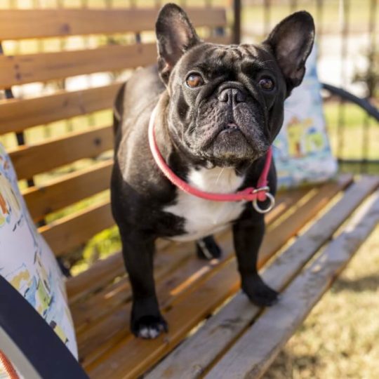 A black French Bulldog with a pink collar stands on a wooden bench outdoors in the Wildlight master planned community, looking up. Pillows and a fence are visible in the background.