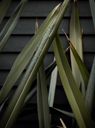 Long, green leaves with water droplets are pictured in front of a dark, horizontal slatted background, evoking the lush landscapes found in the Wildlight Yulee Florida community.