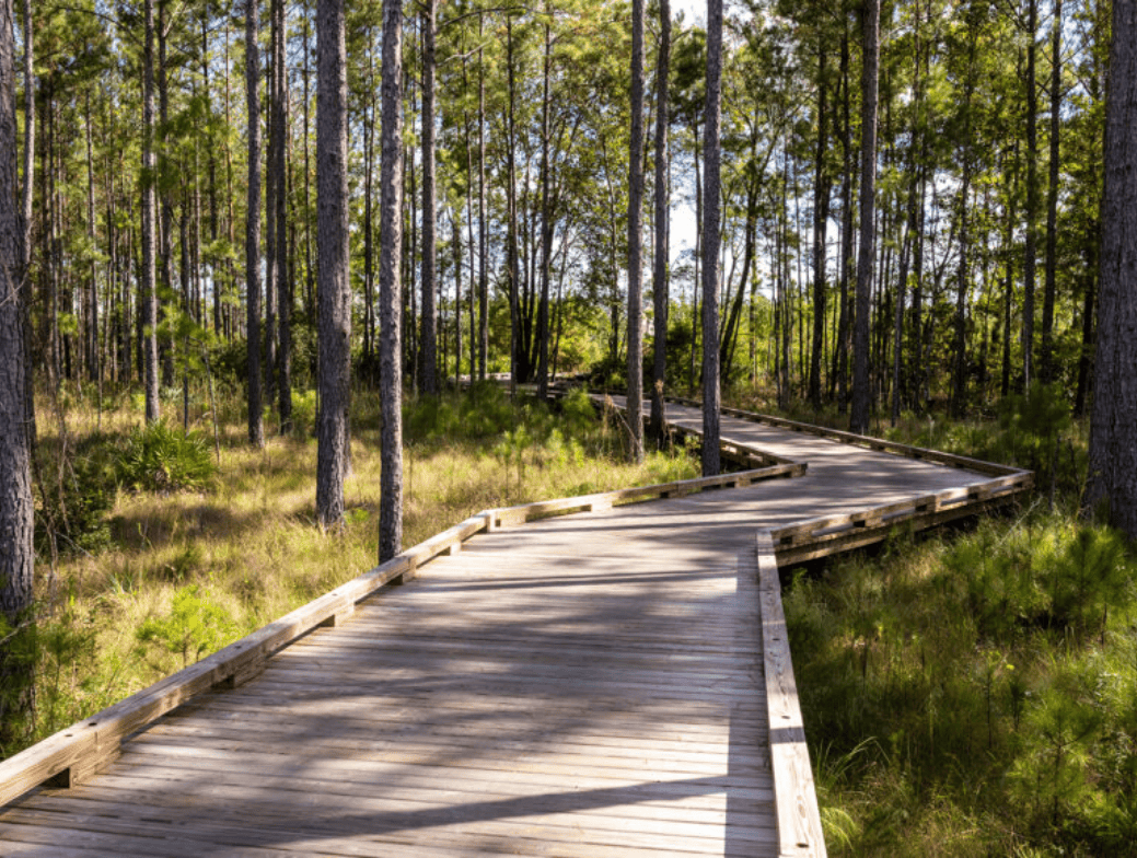 A wooden boardwalk winds through a forest with tall trees and green undergrowth under daylight, offering residents of the Wildlight Yulee Florida community peaceful moments in nature.