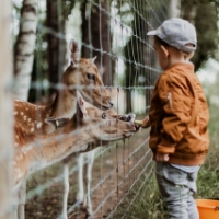 A young child wearing a cap and brown jacket feeds two deer through a wire fence in Wildlight Florida, an outdoor setting within the Wildlight master planned community.