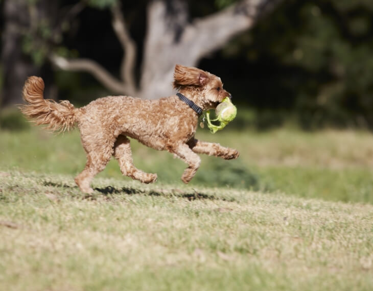 A brown dog runs across grass with a green tennis ball in its mouth, ears flapping and tail raised—perfectly capturing the playful spirit of the Wildlight Yulee Florida community.