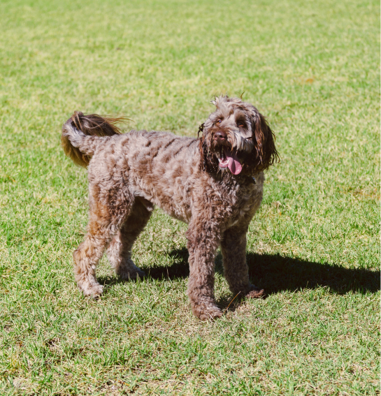 Brown, curly-haired dog standing on grass with its mouth open and tongue out, looking towards the camera in the vibrant Wildlight Yulee Florida community.