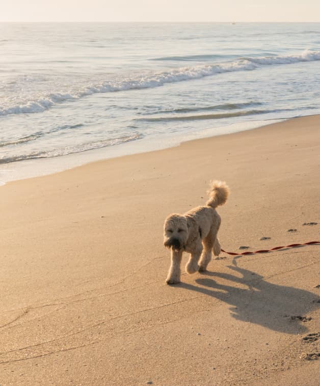 A light-colored dog stands on a sandy beach near the water's edge with a red leash trailing behind, while gentle waves roll in—capturing the relaxed lifestyle near Wildlight Florida.
