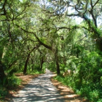 A paved path winds through a lush forest with overhanging trees and dense green foliage in Wildlight Florida, capturing the natural beauty within the Wildlight Yulee Florida community on a sunny day.