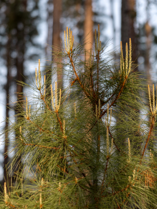 Young pine tree with long needles and upright light brown shoots, set against a background of taller trees in a forest near new homes in Wildlight FL.