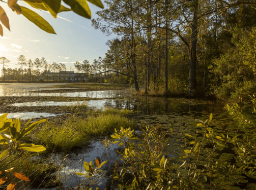 A serene wetland landscape at sunset with still water, green vegetation, lily pads, and tall trees, with a building visible in the background—capturing the natural beauty of the Wildlight Yulee Florida community.