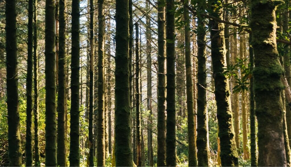 View of forest trees