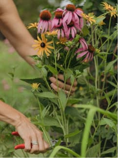 Cutting flowers