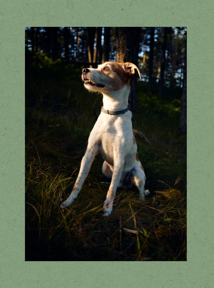 Dog sitting in the woods