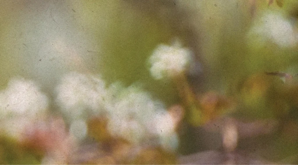 A blurred image of white flowers and green foliage in soft focus, with a textured, vintage effect, evokes the natural beauty found in the Wildlight master planned community.