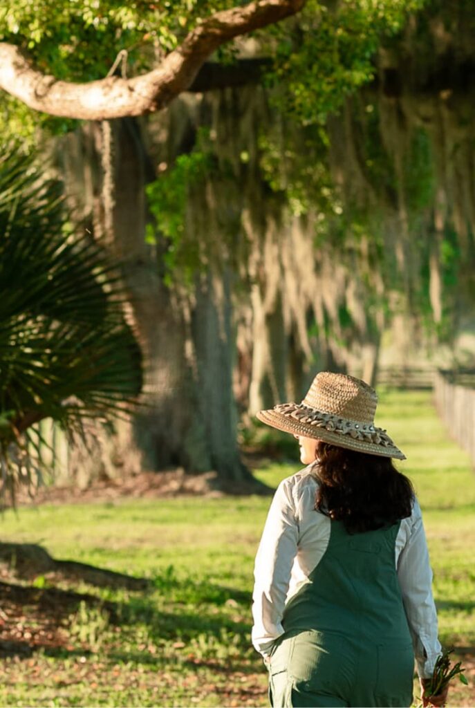 Woman walking row of Banyon trees