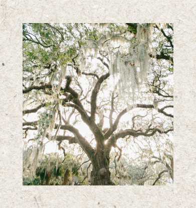 Large oak tree with sprawling branches and hanging Spanish moss, sunlight shining through the foliage—a signature view in Wildlight Florida, where homes in Nassau County Florida embrace natural beauty.