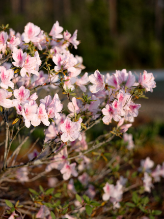 A shrub with clusters of light pink flowers with darker pink centers blooms outdoors in the Wildlight Yulee Florida community, its beauty enhanced by blurred greenery in the background.