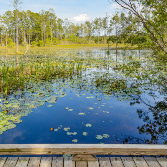A wooden boardwalk overlooks a pond with lily pads, tall grasses, and surrounding trees under a blue sky in the scenic Wildlight Yulee Florida community.