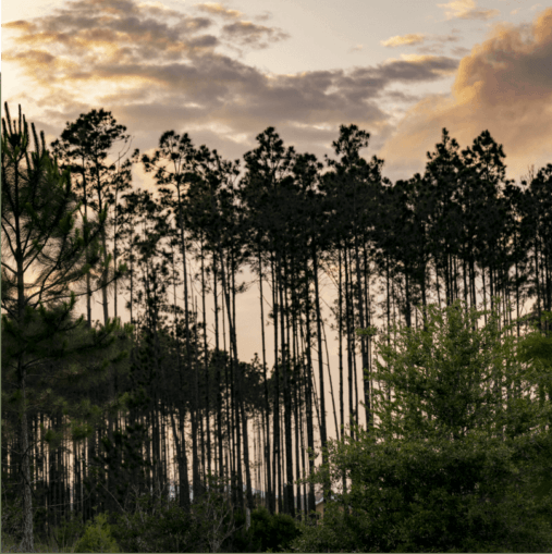 Tall pine trees silhouetted against a cloudy sky at sunset, with dense green foliage in the foreground, capture the natural beauty surrounding homes in Nassau County Florida’s Wildlight master planned community.