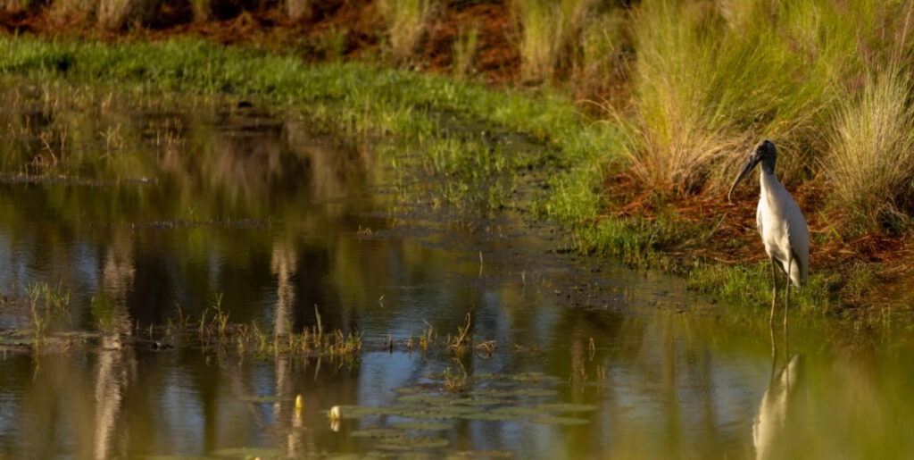 A large wading bird stands at the edge of a calm pond surrounded by tall grasses in the Wildlight Yulee Florida community, its reflection visible in the water—a peaceful scene near homes in Nassau County Florida.