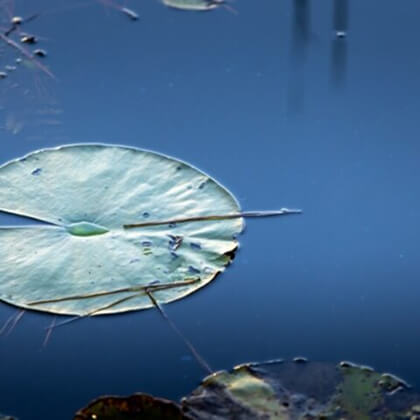 A green lily pad floats on calm blue water in Wildlight Florida, with faint reflections and partial views of other lily pads nearby.