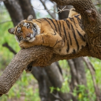 A tiger lies sprawled on a tree branch, resting its head on its front paws, surrounded by a forested environment reminiscent of the lush landscapes found near homes in Nassau County Florida.