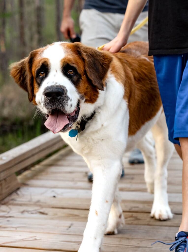 A large Saint Bernard dog on a leash walks on a wooden path, accompanied by people in casual clothing, enjoying the scenic trails of the Wildlight Yulee Florida community.