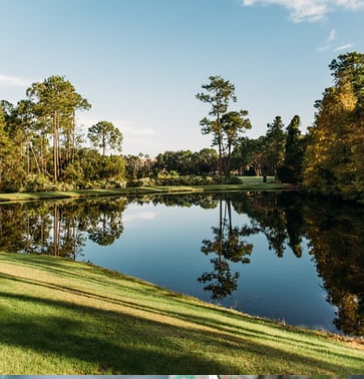 Trees along a riverside