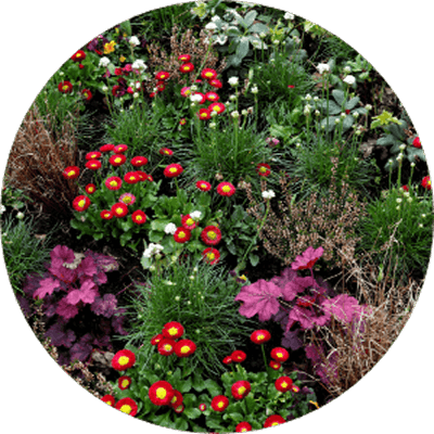 A circular garden bed with clusters of red and yellow flowers, purple-leaved plants, green grasses, and white blossoms adds natural beauty to homes in Nassau County Florida.