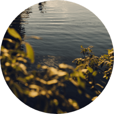 Close-up view of green plants in the foreground with rippling water reflecting sunlight in the background, capturing the natural beauty surrounding new homes in Wildlight FL.