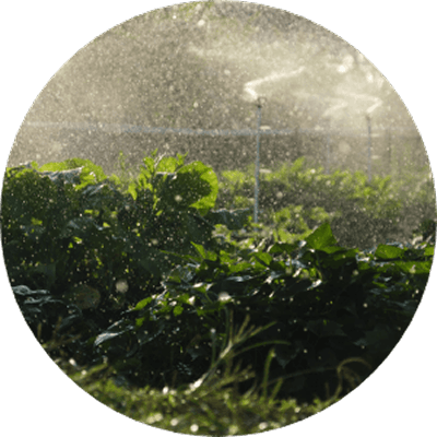 Green plants in a field are being watered by overhead sprinklers, with visible water droplets falling in the sunlight—capturing the vibrant outdoor lifestyle at Wildlight Florida, a premier master planned community in Nassau County.