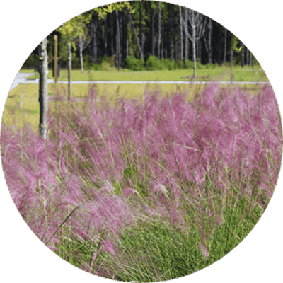 Pink muhly grass with feathery pink plumes grows in a landscaped area with trees and a lawn, adding natural beauty to the Wildlight Yulee Florida community.
