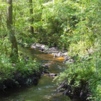 A small stream flows through a lush, green forest in the Wildlight Yulee Florida community, with dense vegetation and sunlight filtering through the trees.