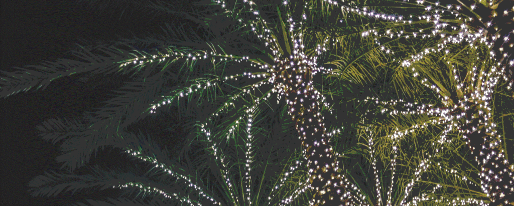 Palm trees are decorated with numerous white string lights, glowing brightly against the dark night sky in the Wildlight Yulee Florida community, adding charm to the atmosphere of new homes in Wildlight FL.