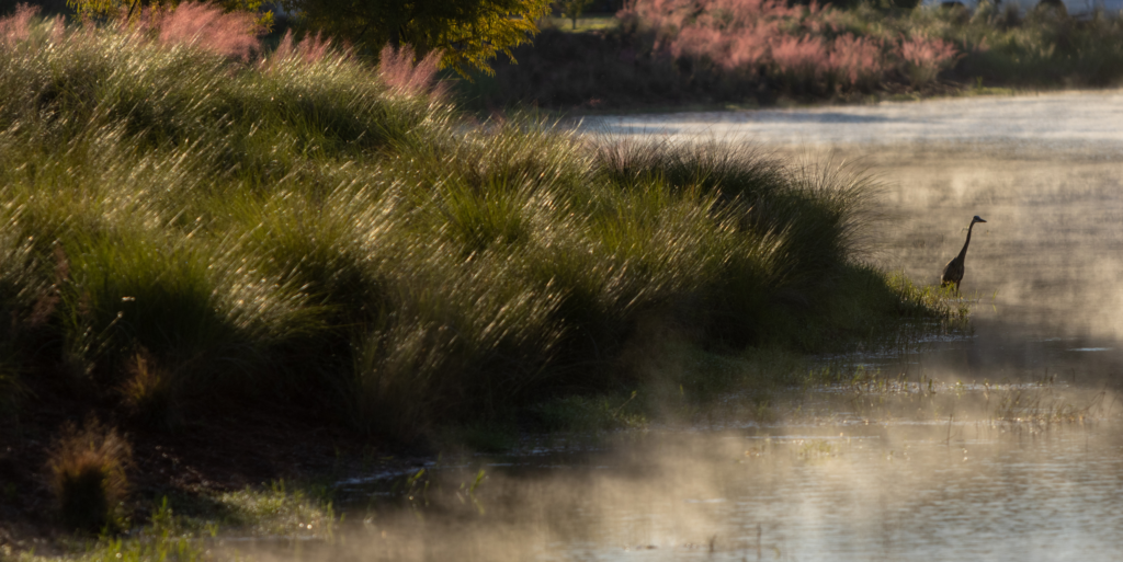 A tall bird stands at the edge of a misty pond, surrounded by dense grassy vegetation under soft sunlight—capturing the natural beauty found near homes in Nassau County, Florida.