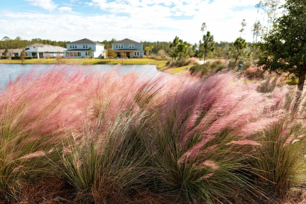 Ornamental pink grass grows near a pond with homes in Nassau County Florida and trees in the background under a partly cloudy sky.
