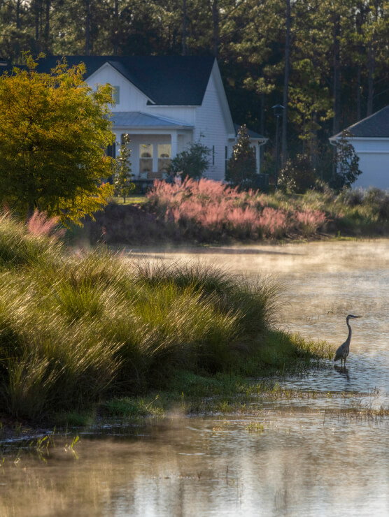 A heron stands at the edge of a pond with tall grass in the foreground; new homes in Wildlight FL and flowering shrubs are visible in the background under soft sunlight.